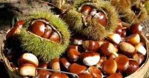 Science, sustainability play roles in Chestnut Festival